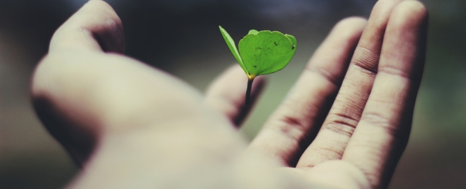 floating green leaf plant on person's hand