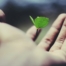 floating green leaf plant on person's hand