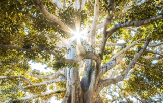 sun light passing through green leafed tree